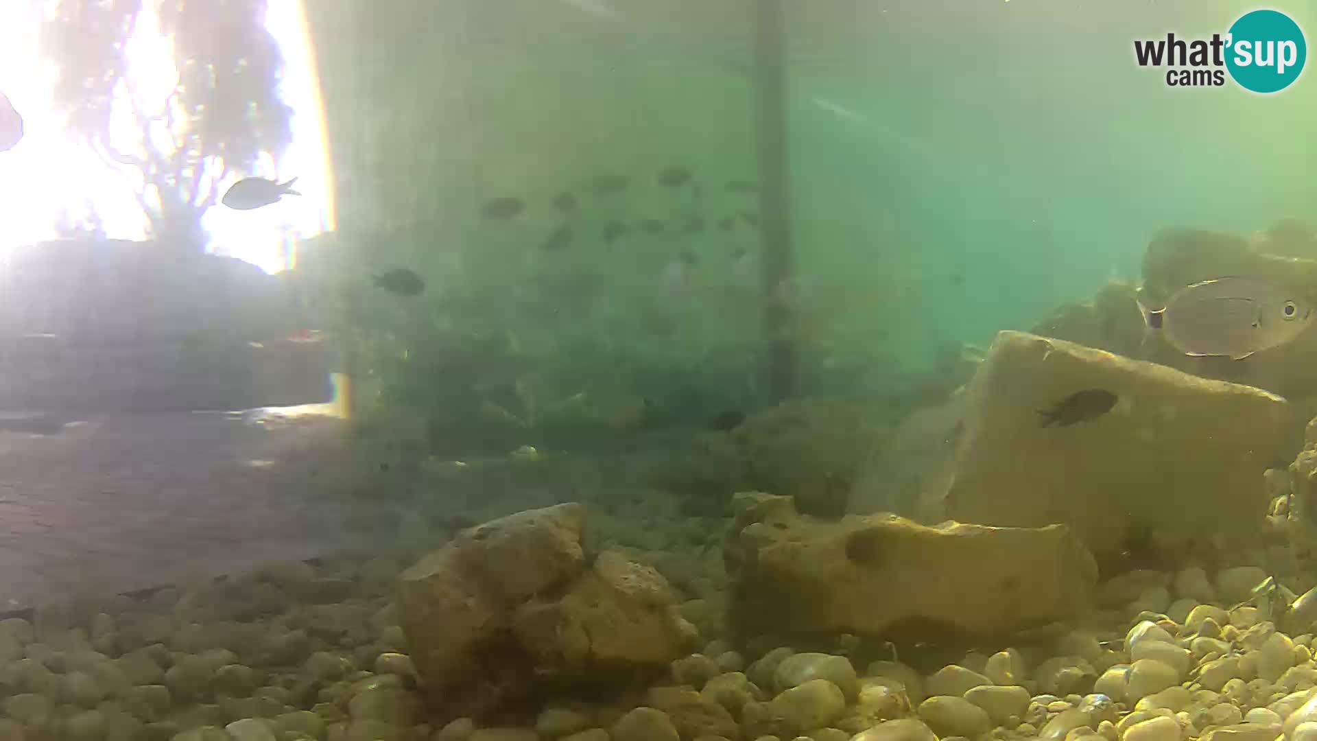 Webcam de l’aquarium marin extérieur de Rogoznica Croatie