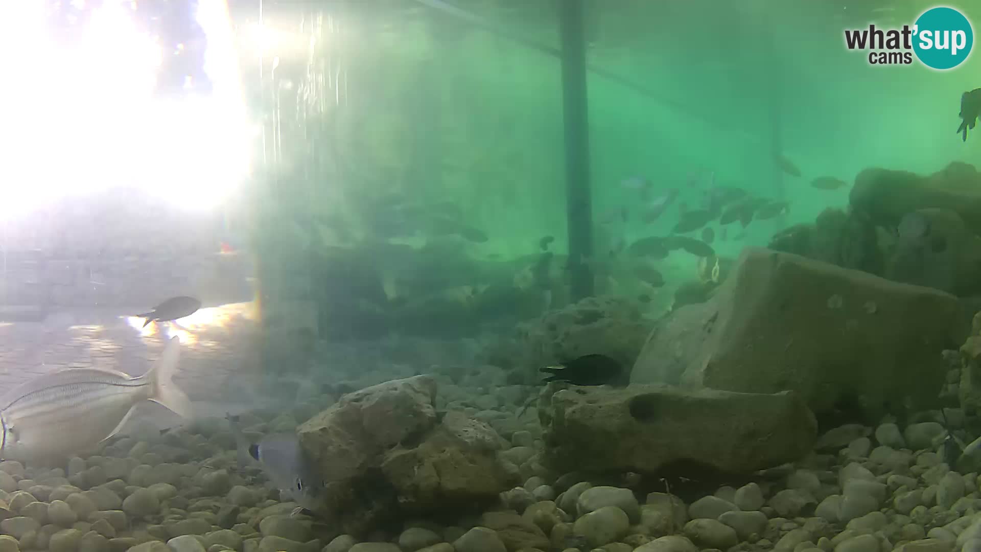 Outdoor Marine Aquarium Rogoznica webcam Croatia