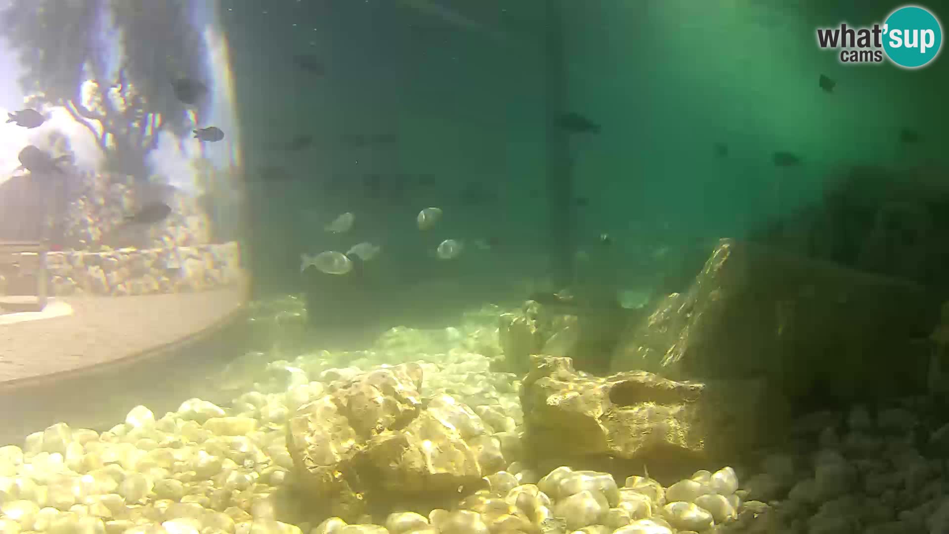 Aquario marino esterno –  Rogoznica livecam Croazia