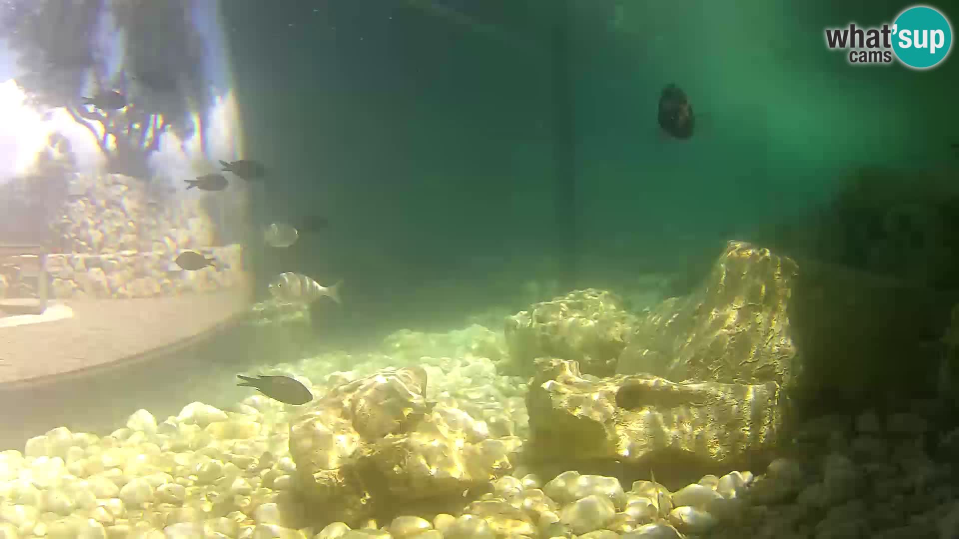 Aquario marino esterno –  Rogoznica livecam Croazia
