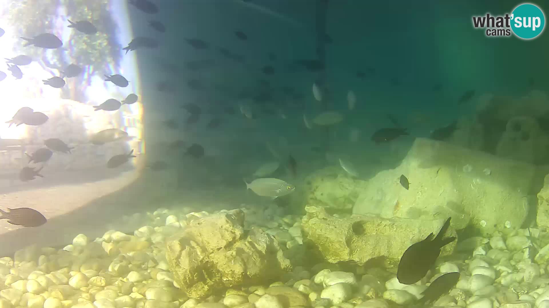 Webcam de l’aquarium marin extérieur de Rogoznica Croatie