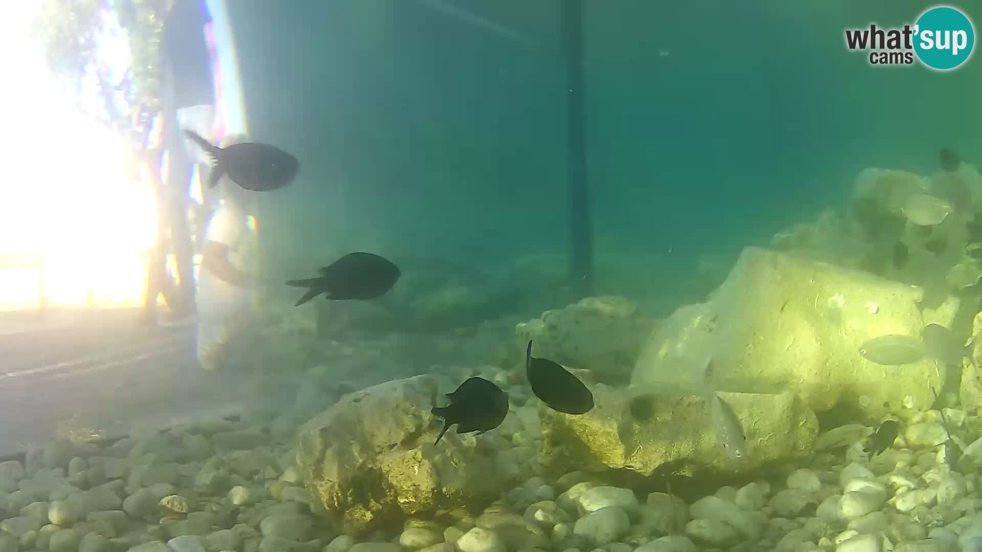 Outdoor Marine Aquarium Rogoznica webcam Croatia