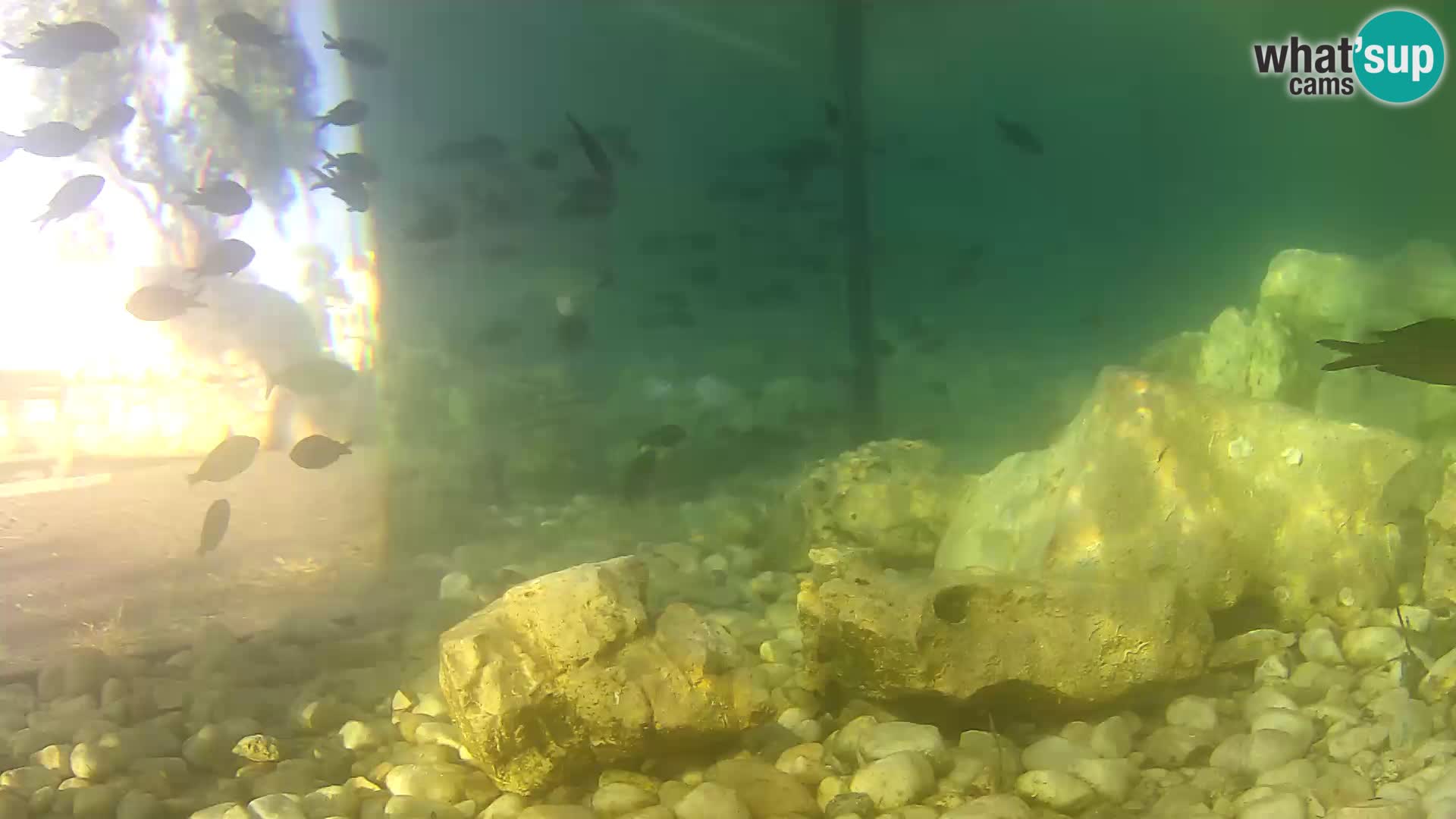 Outdoor Marine Aquarium Rogoznica webcam Croatia
