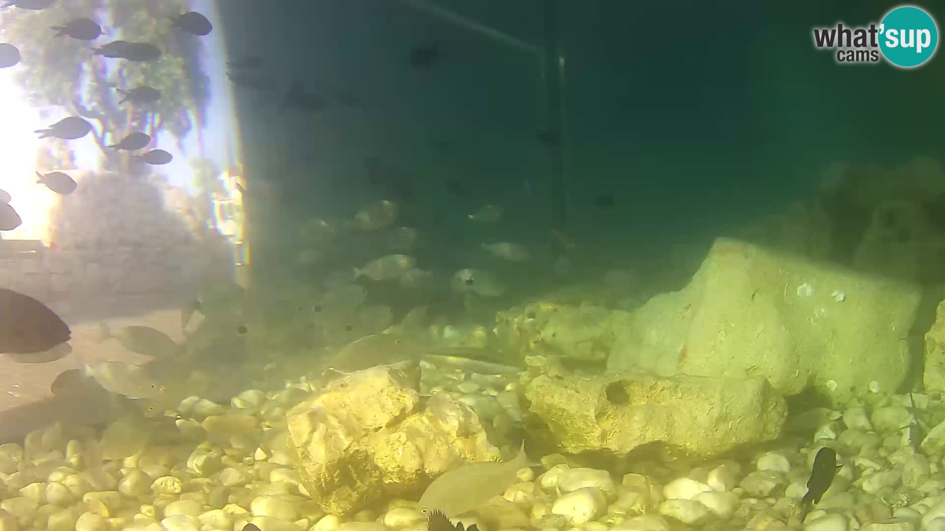 Webcam de l’aquarium marin extérieur de Rogoznica Croatie