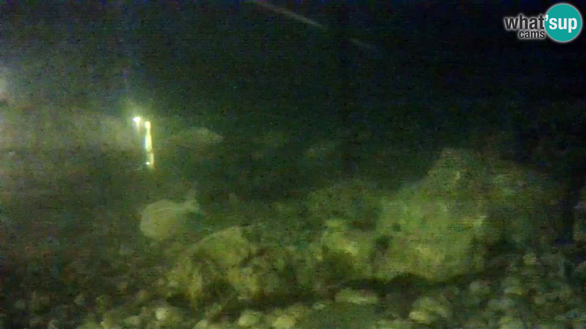 Aquario marino esterno –  Rogoznica livecam Croazia