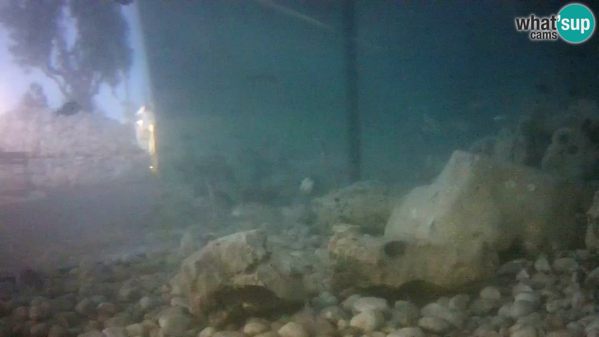 Acuario marino al aire libre Rogoznica webcam Croacia