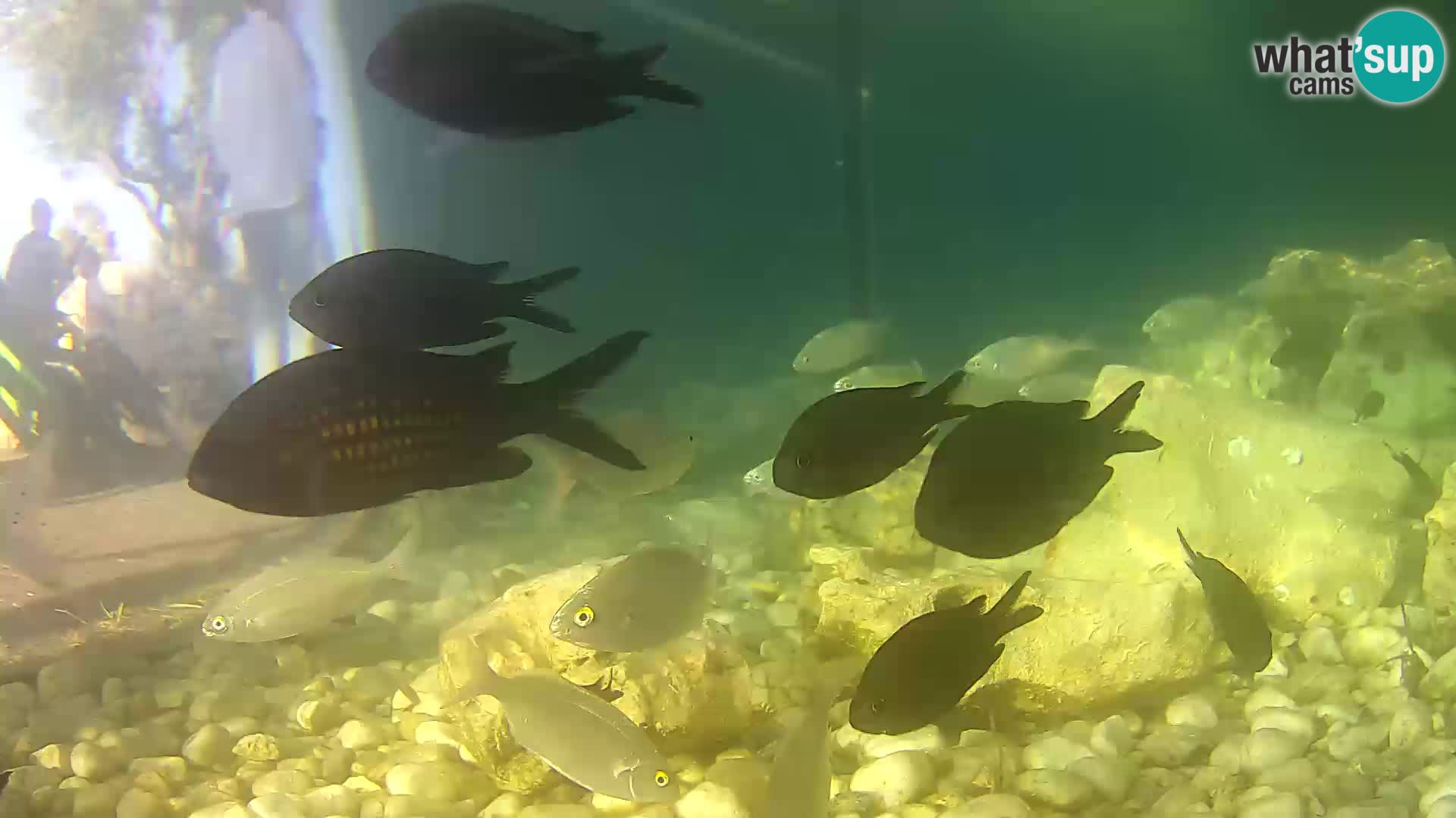 Acuario marino al aire libre Rogoznica webcam Croacia