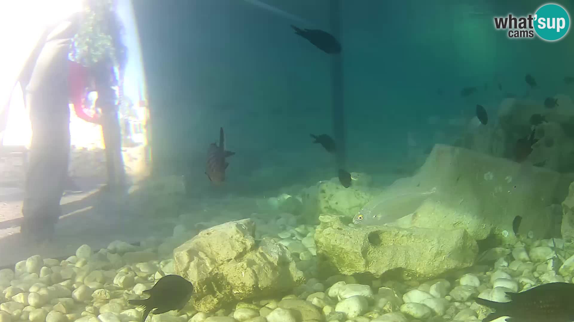 Aquario marino esterno –  Rogoznica livecam Croazia