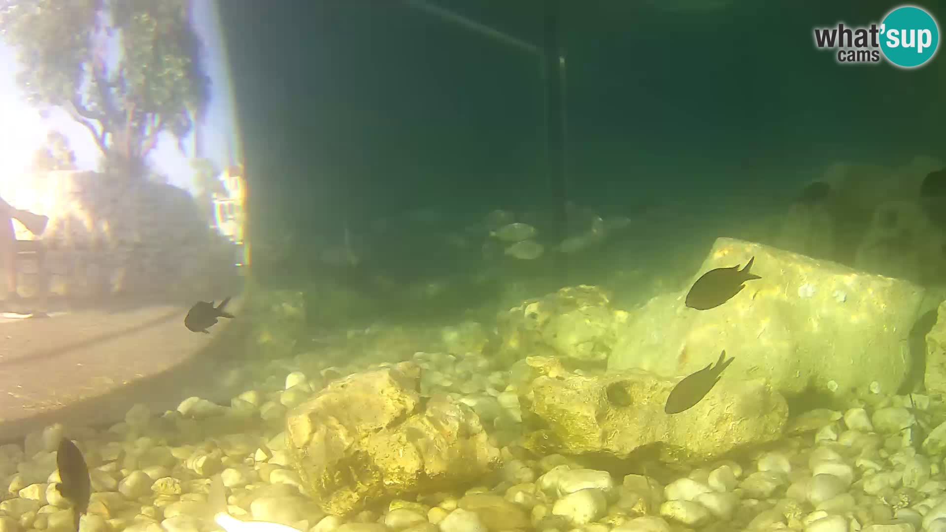 Zunanji morski akvarij Rogoznica spletna kamera Hrvaška