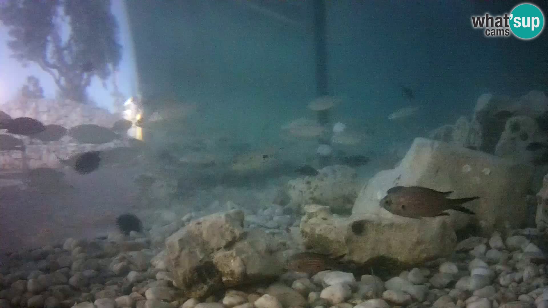 Outdoor Marine Aquarium Rogoznica webcam Croatia