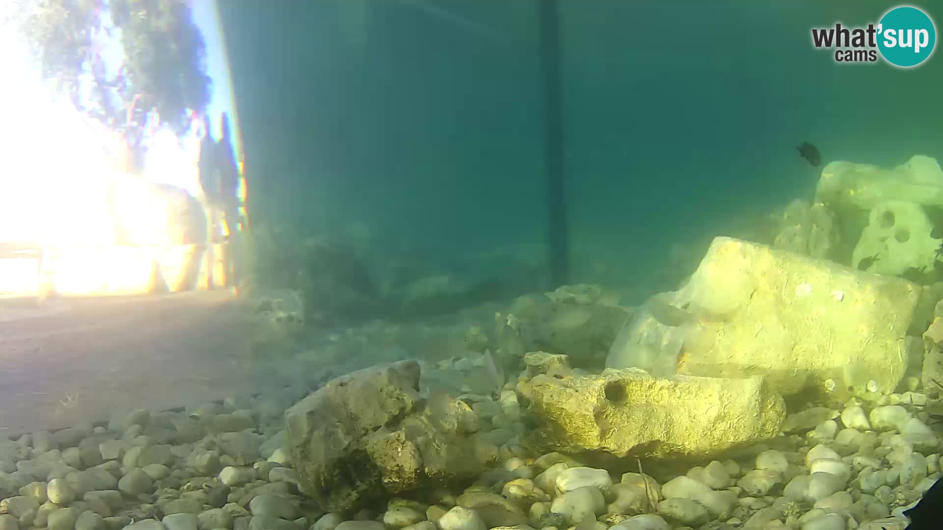 Outdoor Marine Aquarium Rogoznica webcam Croatia