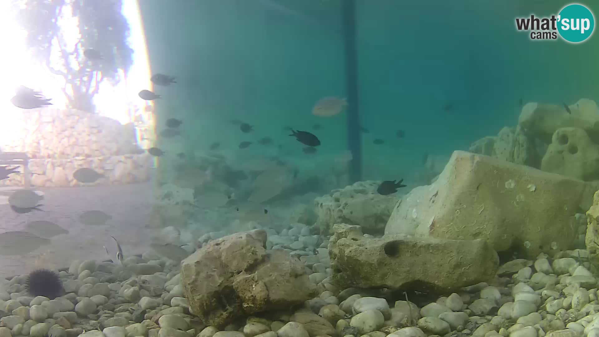 Outdoor Marine Aquarium Rogoznica webcam Croatia