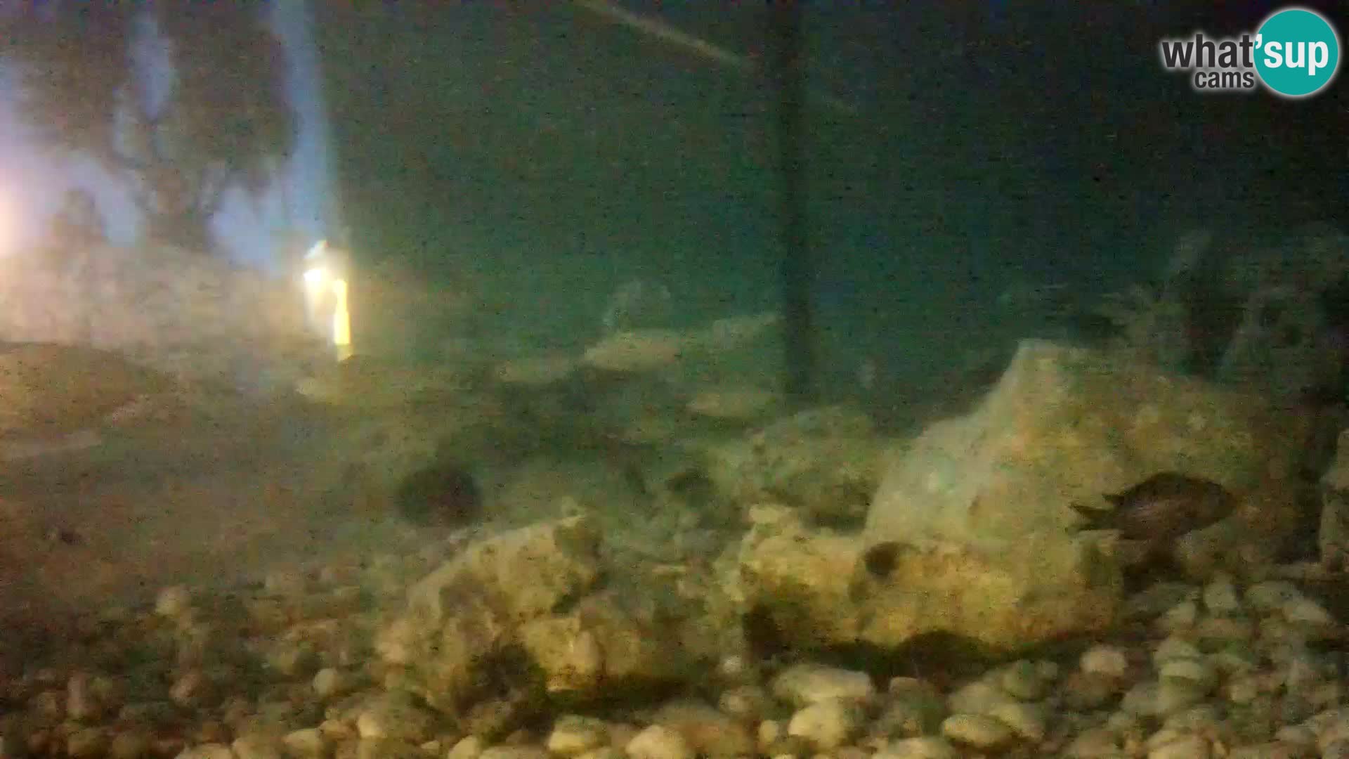 Zunanji morski akvarij Rogoznica spletna kamera Hrvaška
