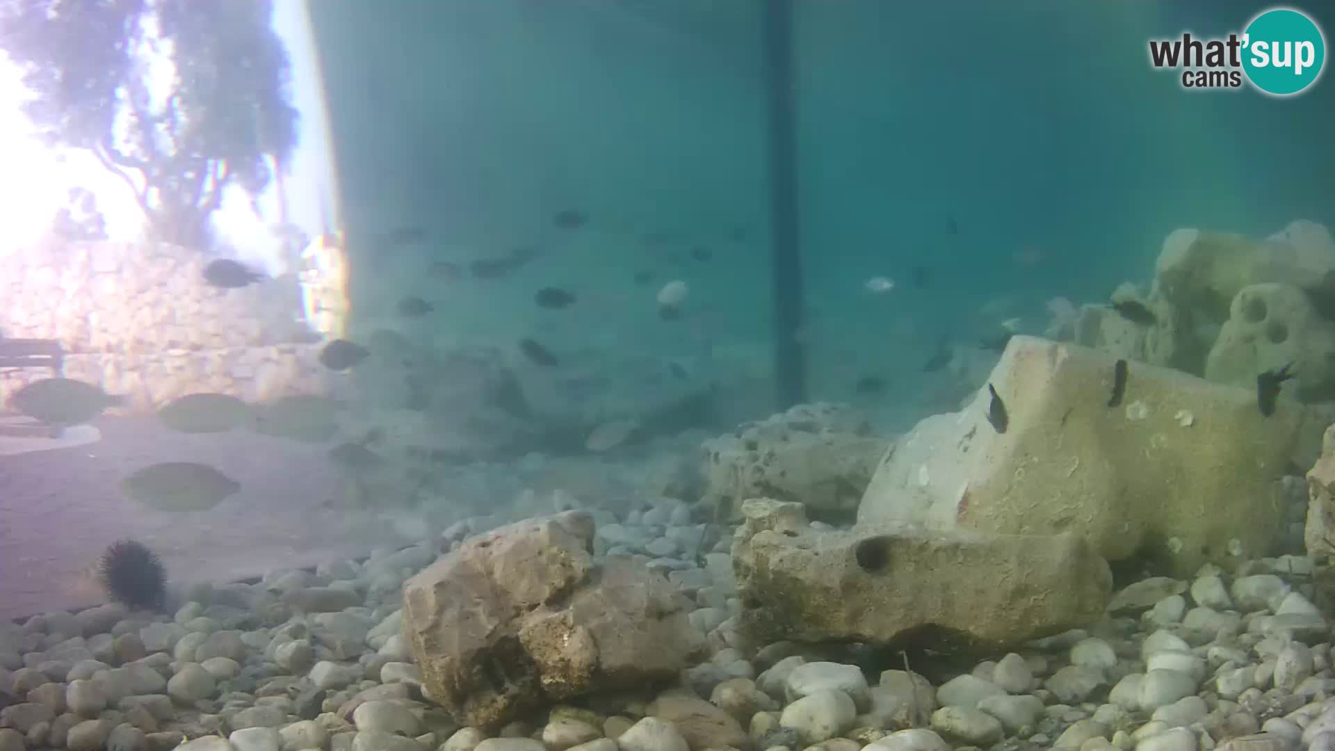Outdoor Marine Aquarium Rogoznica webcam Croatia