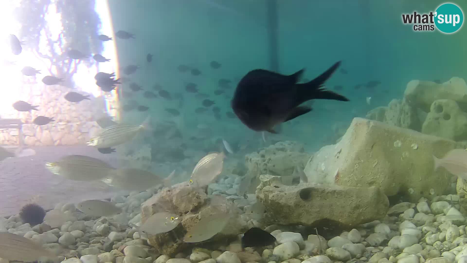 Zunanji morski akvarij Rogoznica spletna kamera Hrvaška