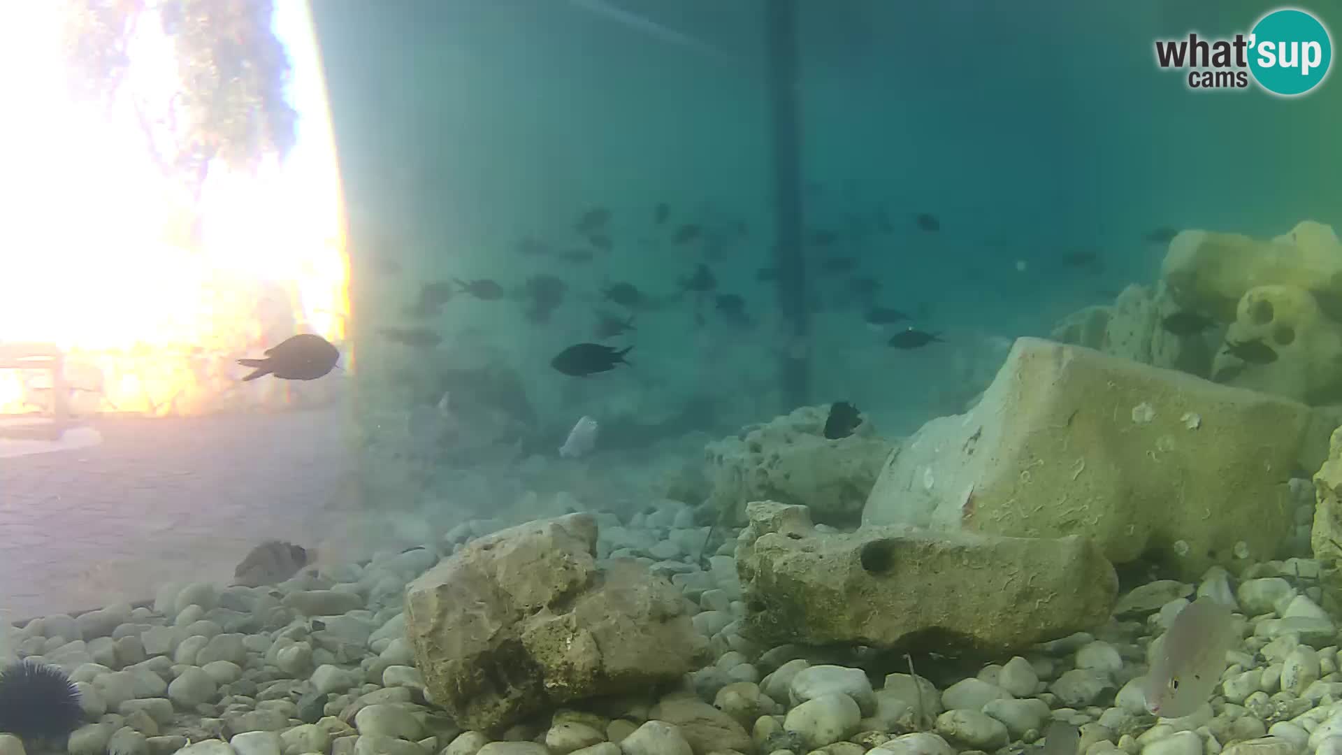 Zunanji morski akvarij Rogoznica spletna kamera Hrvaška