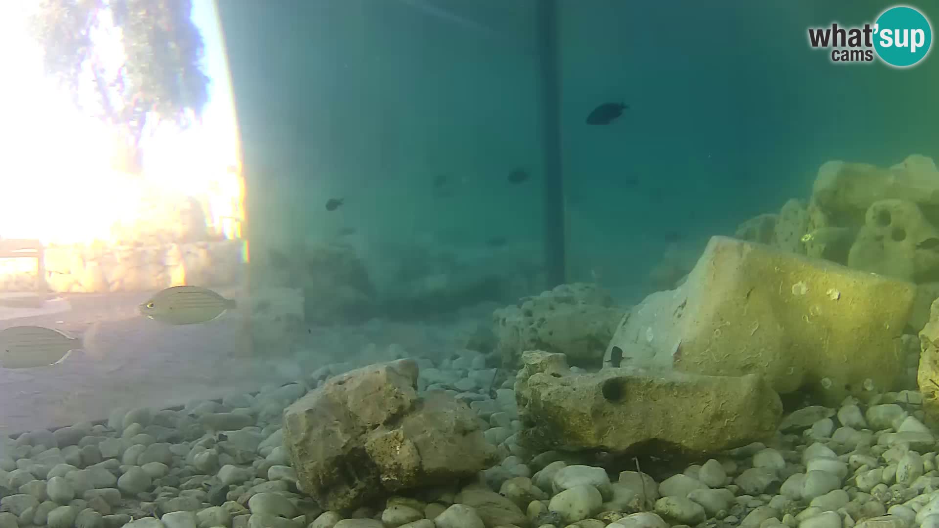Acuario marino al aire libre Rogoznica webcam Croacia