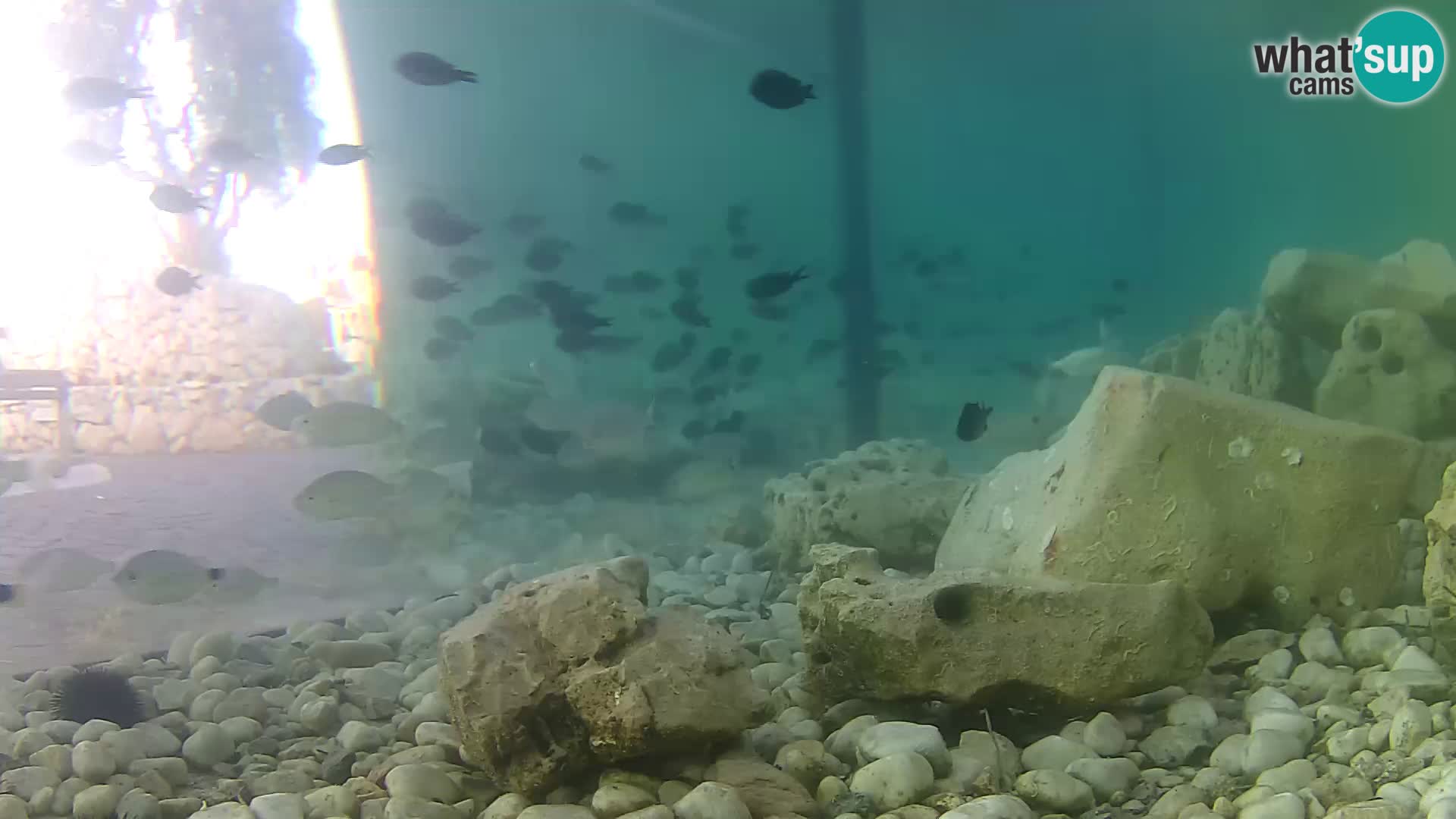 Outdoor Marine Aquarium Rogoznica webcam Croatia
