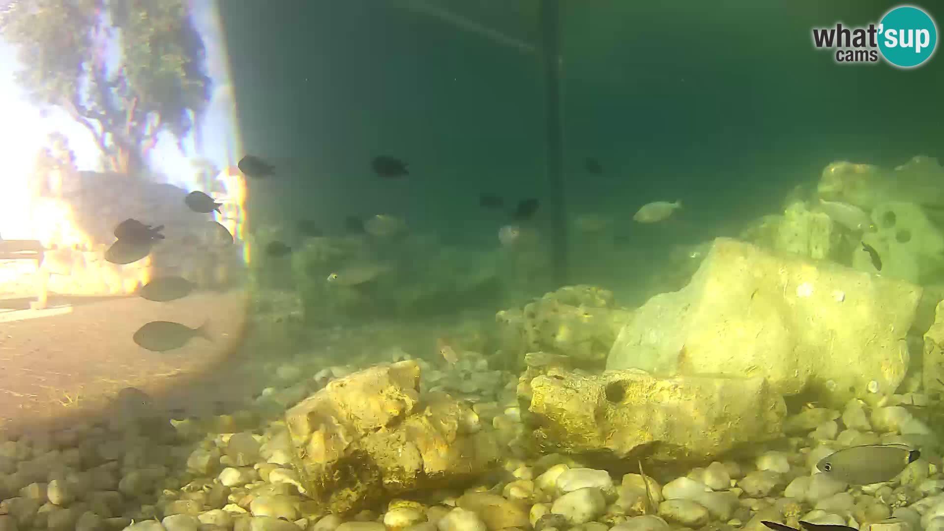 Webcam de l’aquarium marin extérieur de Rogoznica Croatie