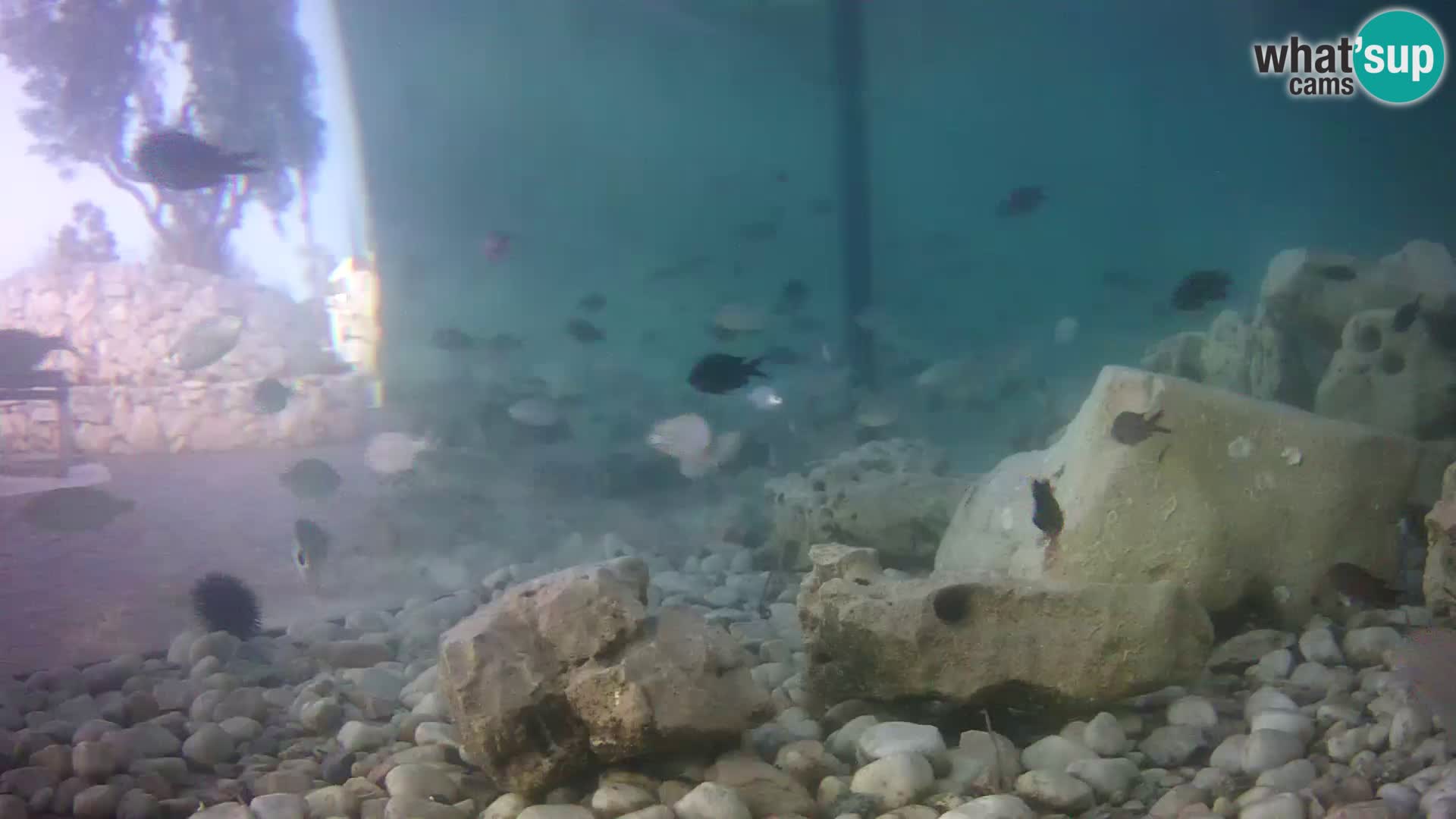 Marine Aquarium im Freien Rogoznica webcam Kroatien