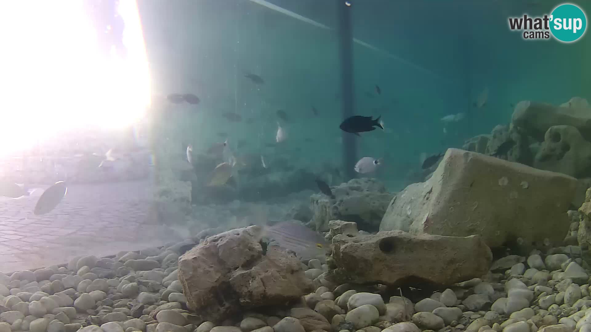Outdoor Marine Aquarium Rogoznica webcam Croatia