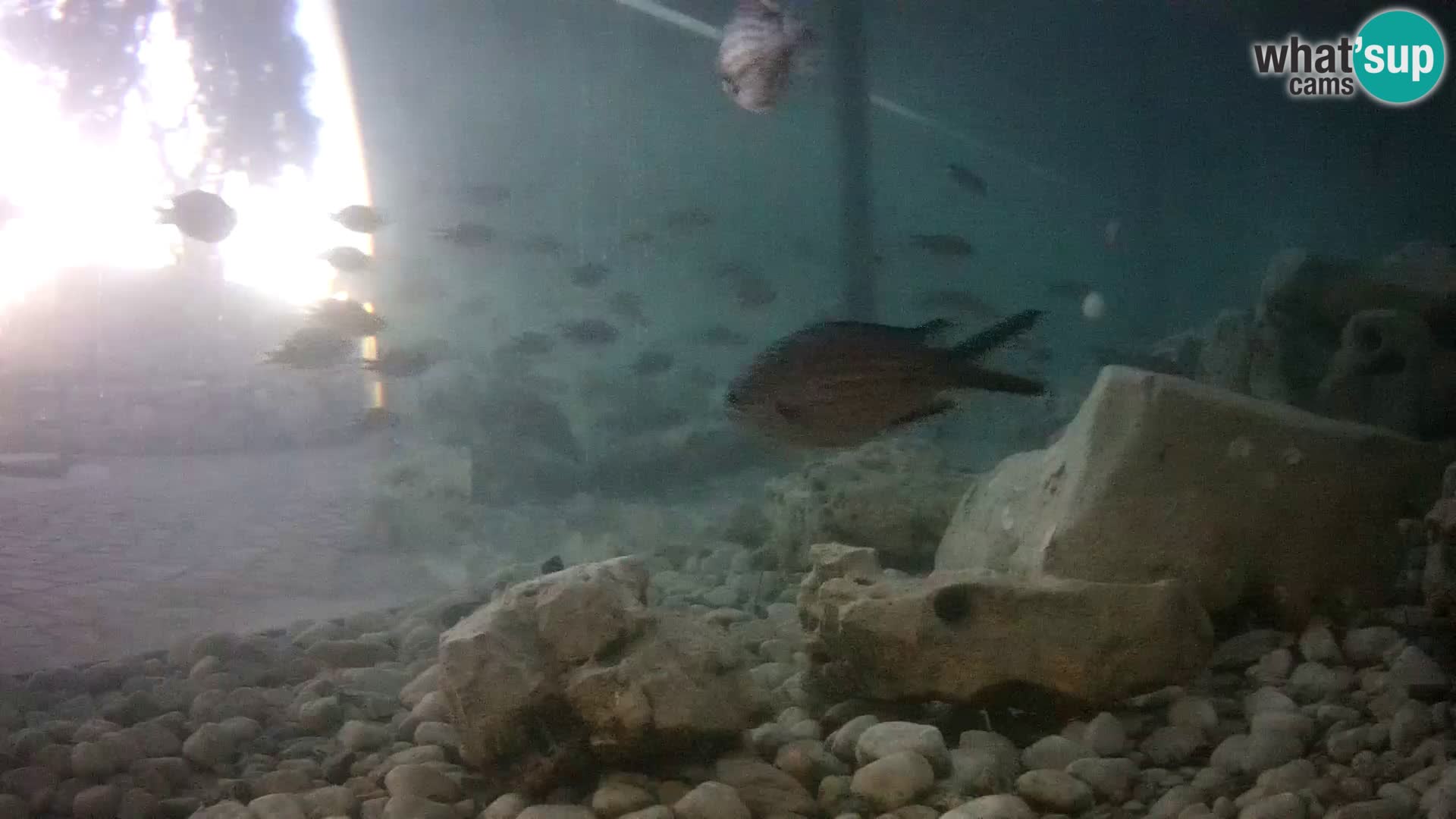 Acuario marino al aire libre Rogoznica webcam Croacia