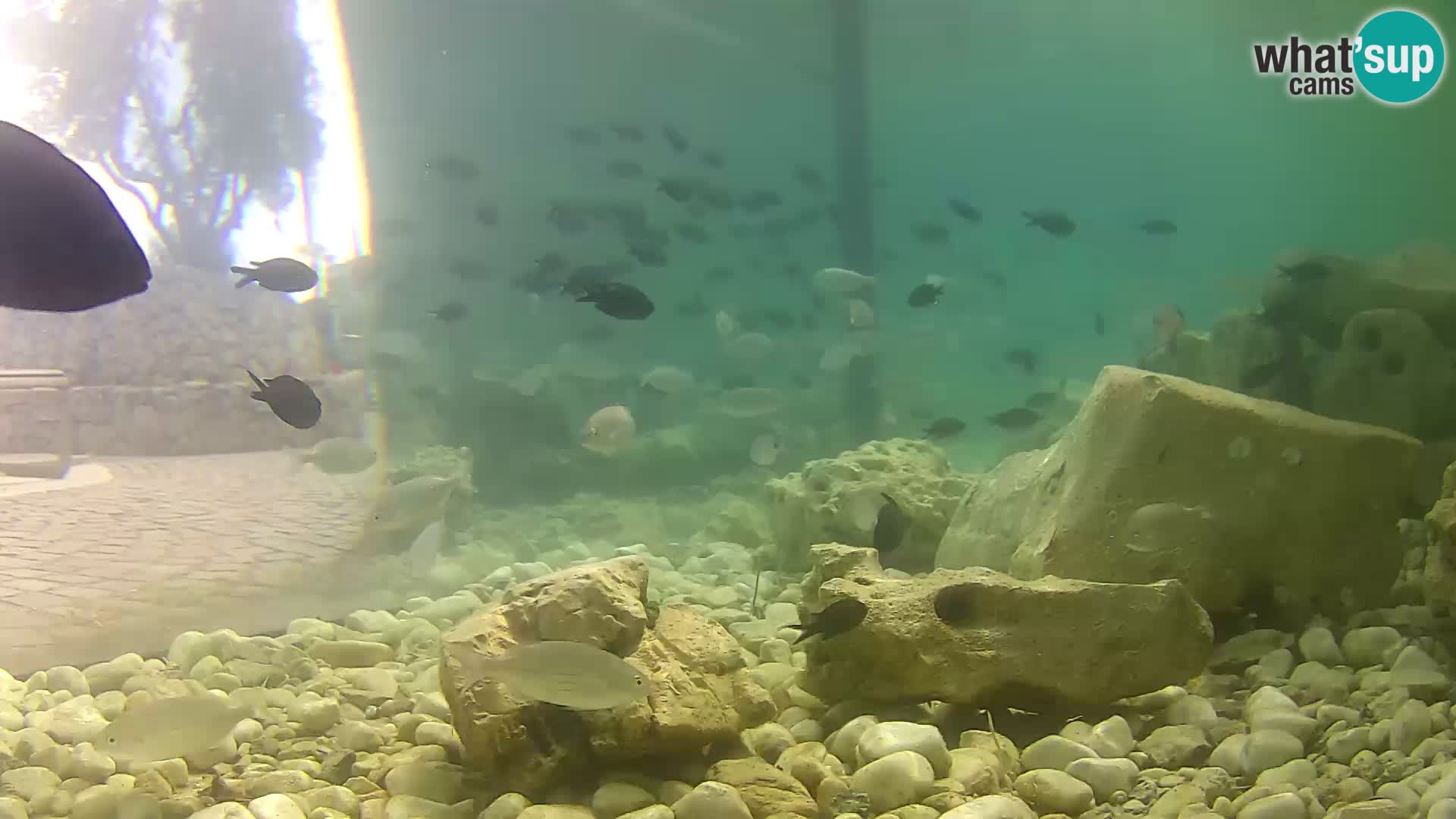 Outdoor Marine Aquarium Rogoznica webcam Croatia