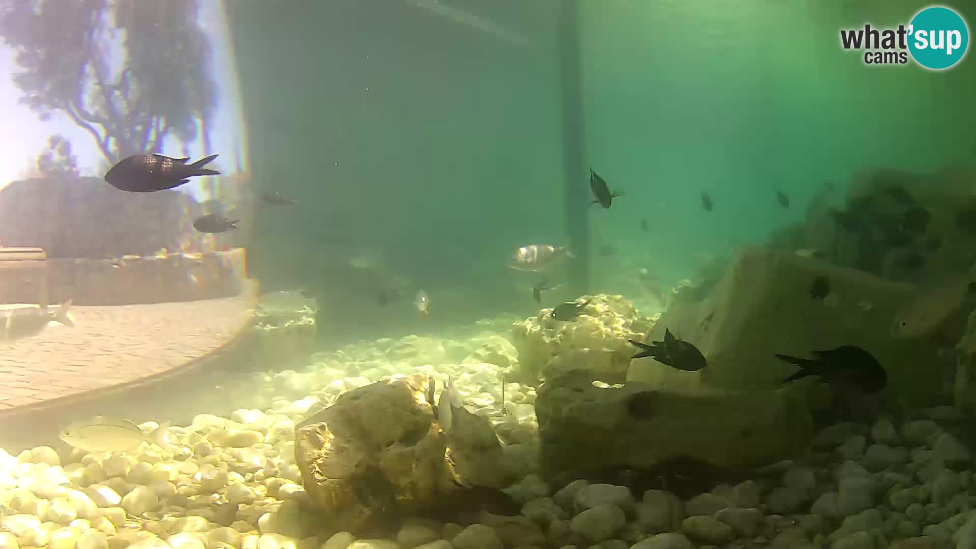 Outdoor Marine Aquarium Rogoznica webcam Croatia