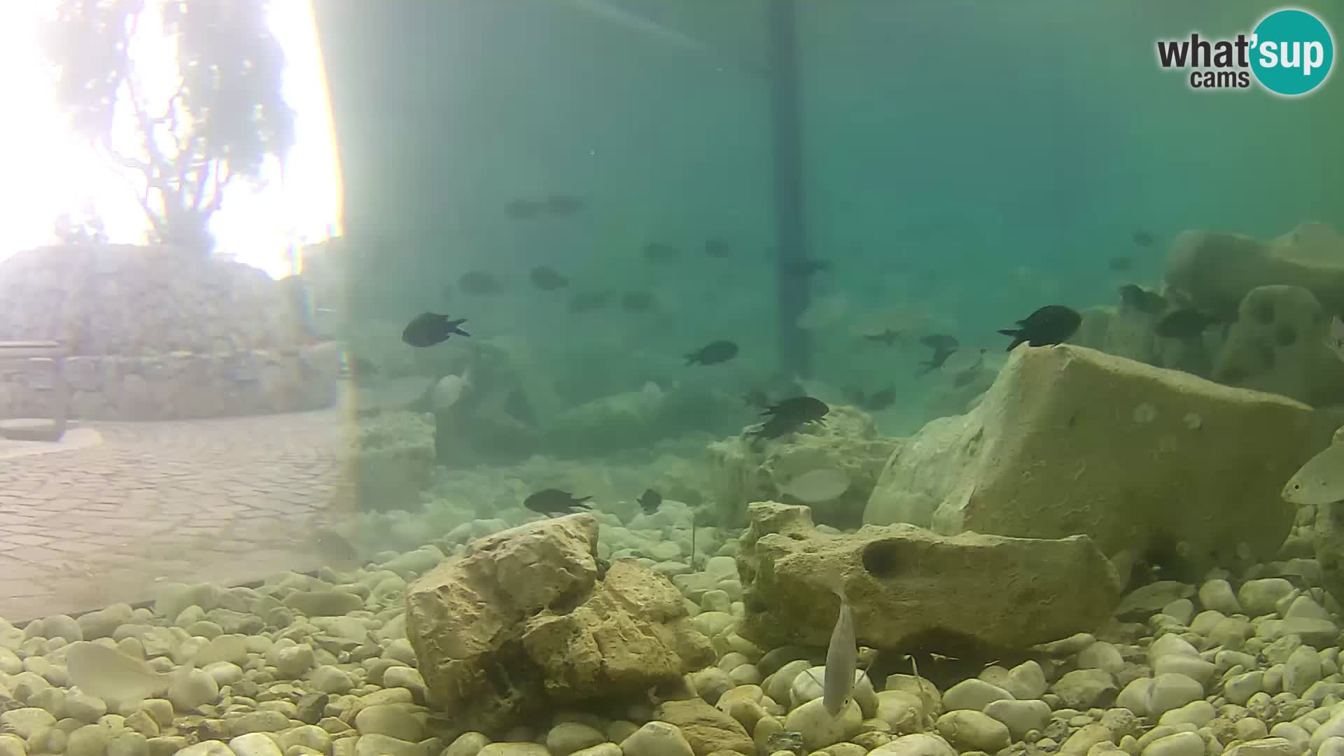 Aquario marino esterno –  Rogoznica livecam Croazia
