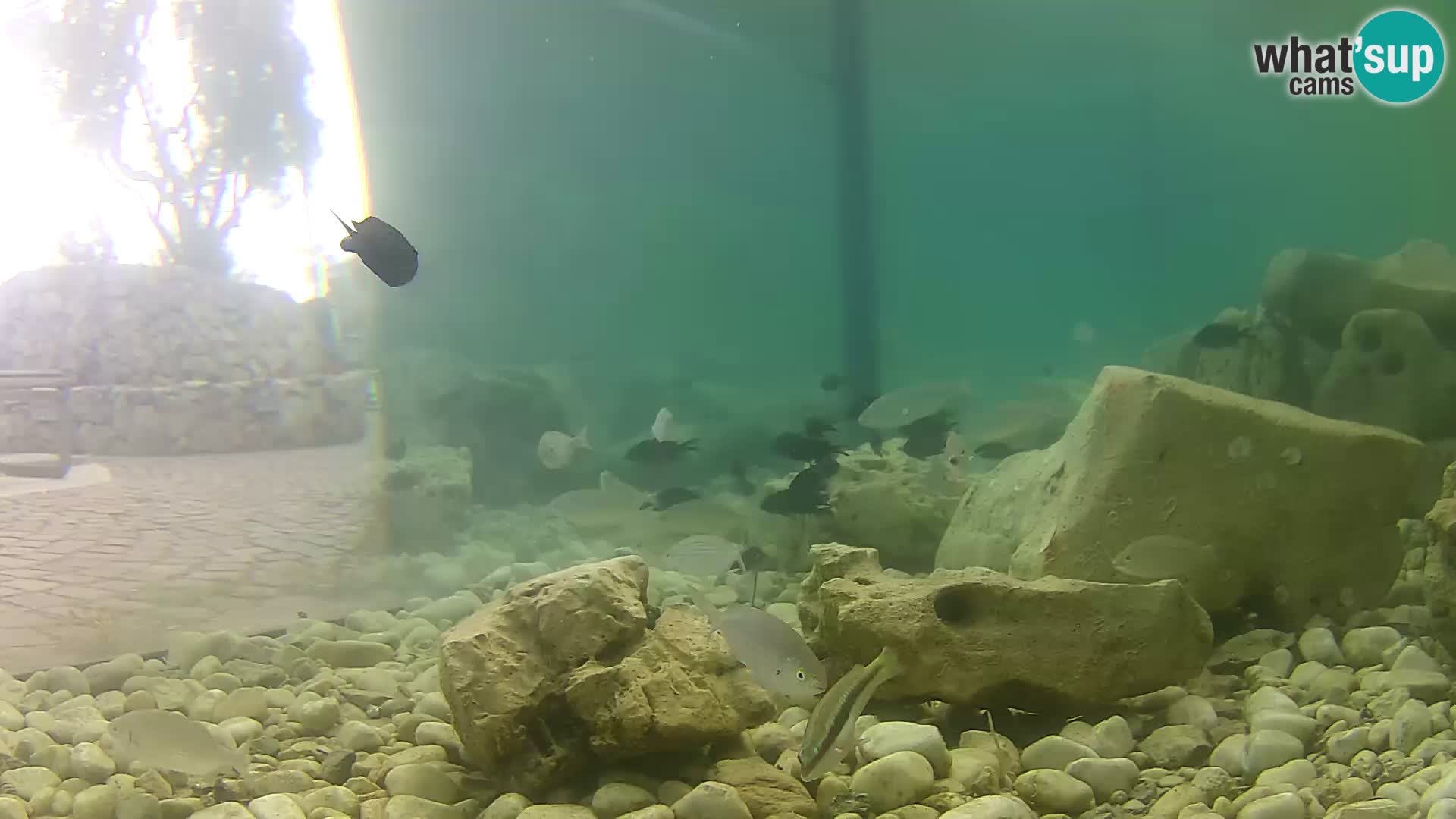 Outdoor Marine Aquarium Rogoznica webcam Croatia