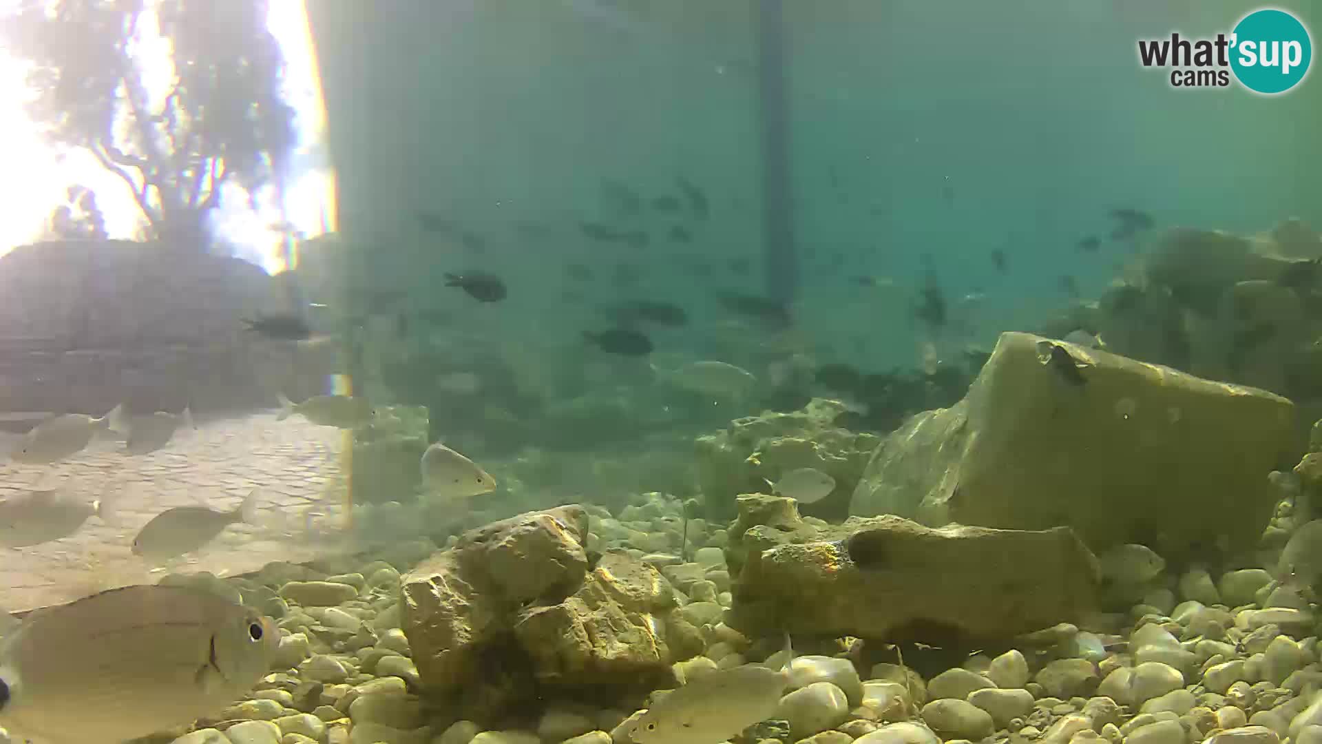 Aquario marino esterno –  Rogoznica livecam Croazia