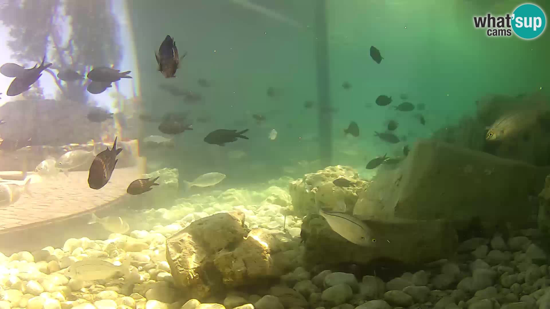 Marine Aquarium im Freien Rogoznica webcam Kroatien