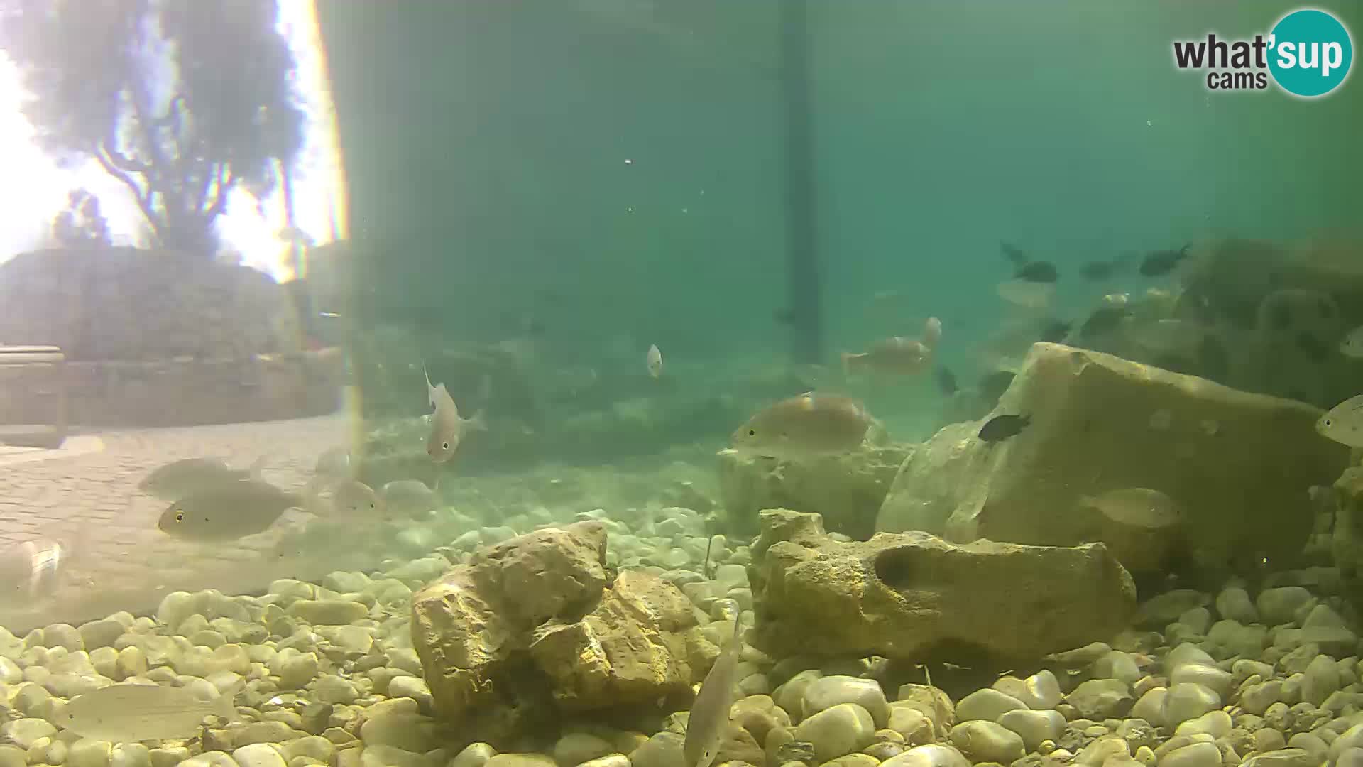 Acuario marino al aire libre Rogoznica webcam Croacia