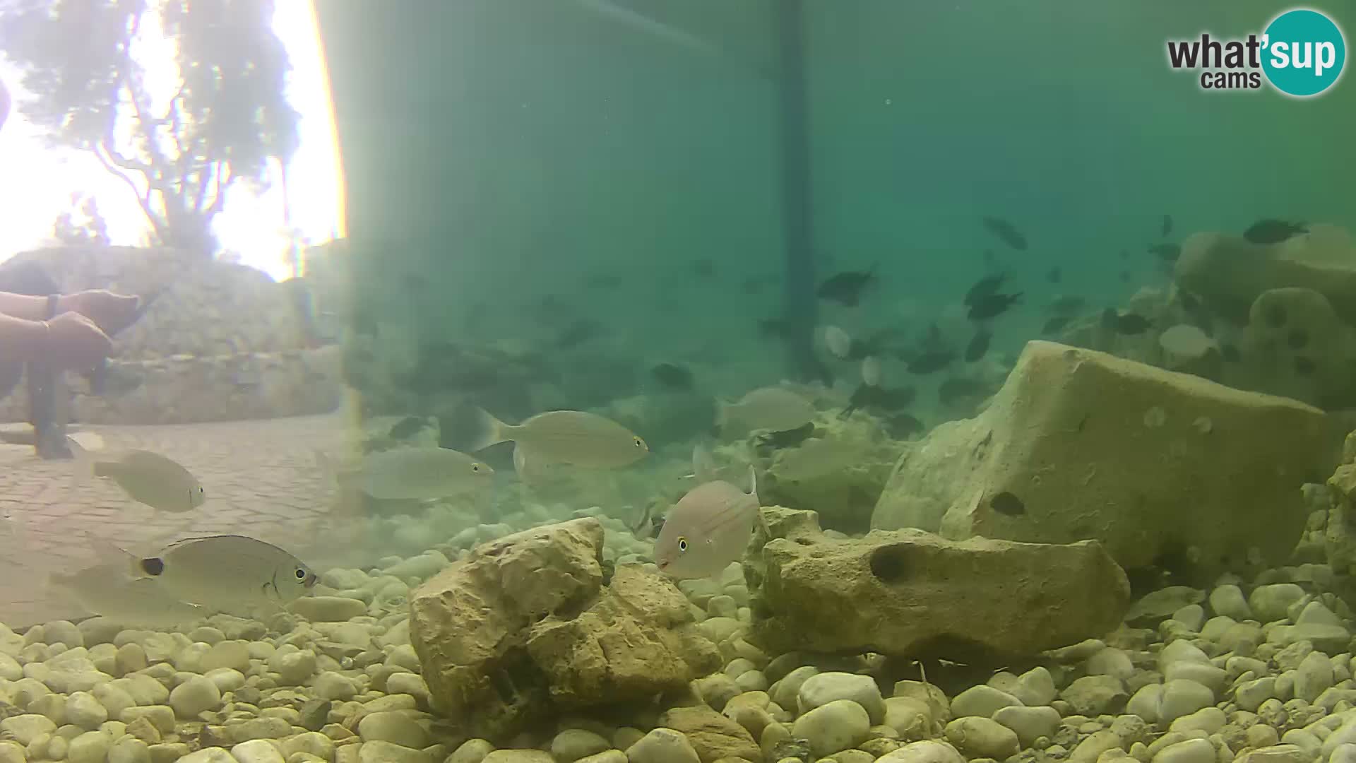 Outdoor Marine Aquarium Rogoznica webcam Croatia