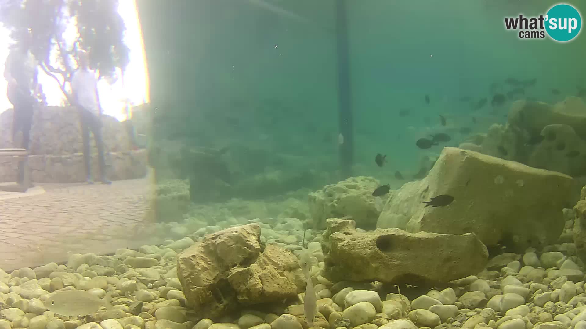 Aquario marino esterno –  Rogoznica livecam Croazia