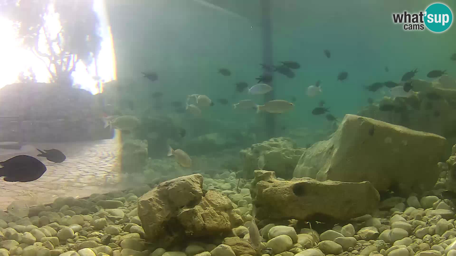 Acuario marino al aire libre Rogoznica webcam Croacia