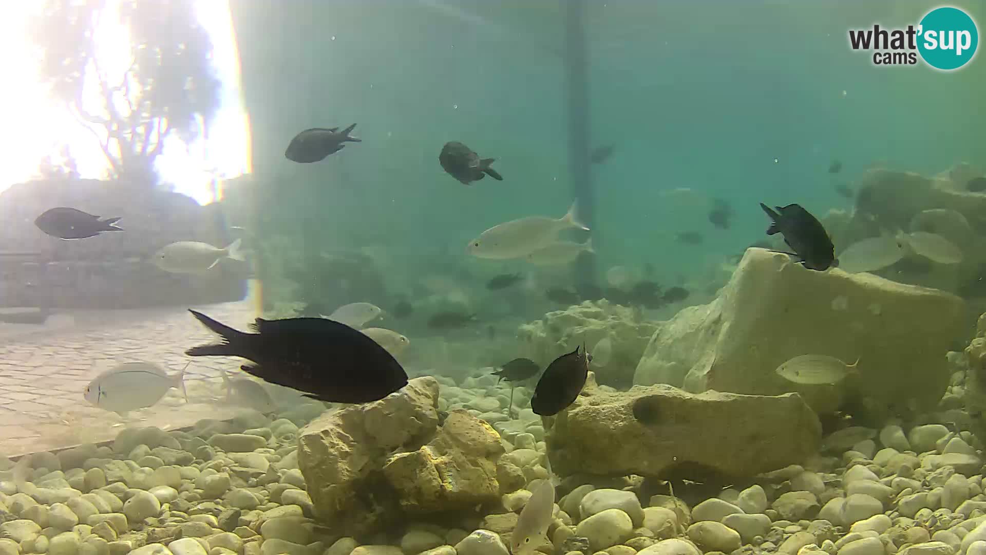 Outdoor Marine Aquarium Rogoznica webcam Croatia