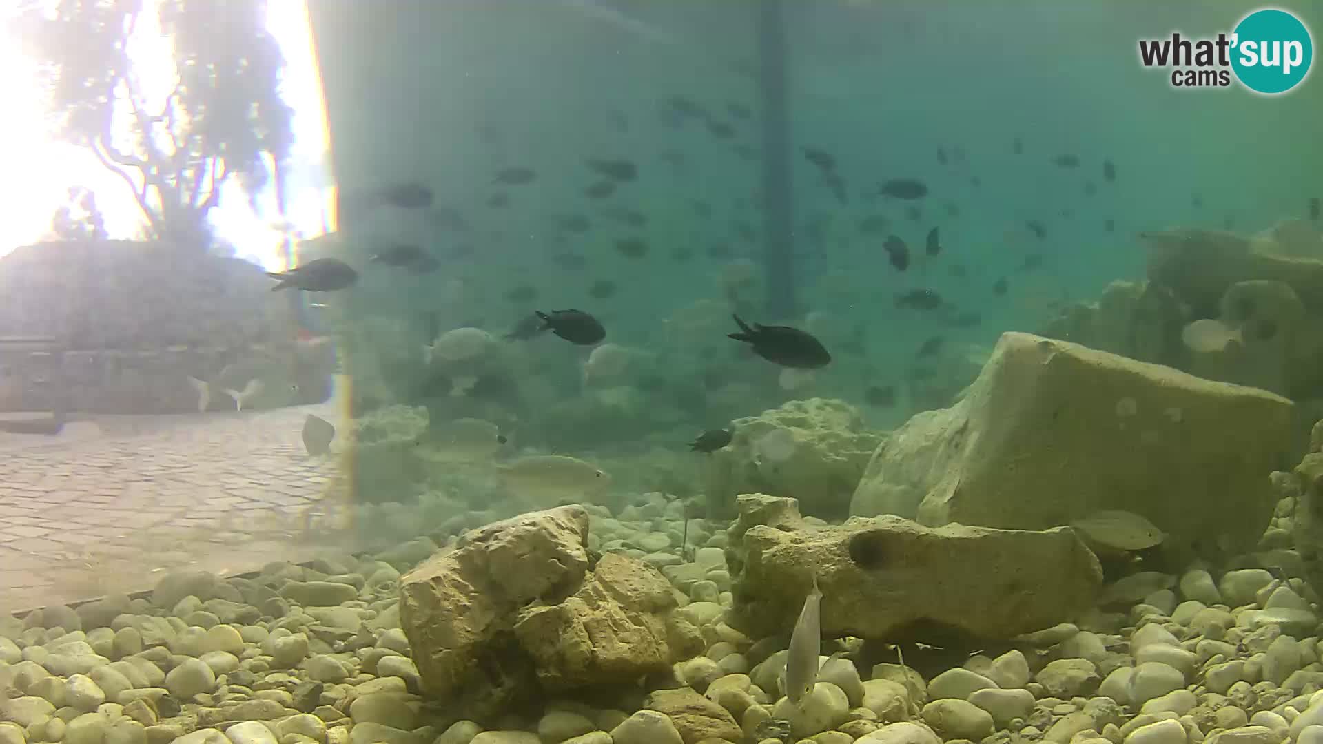 Zunanji morski akvarij Rogoznica spletna kamera Hrvaška