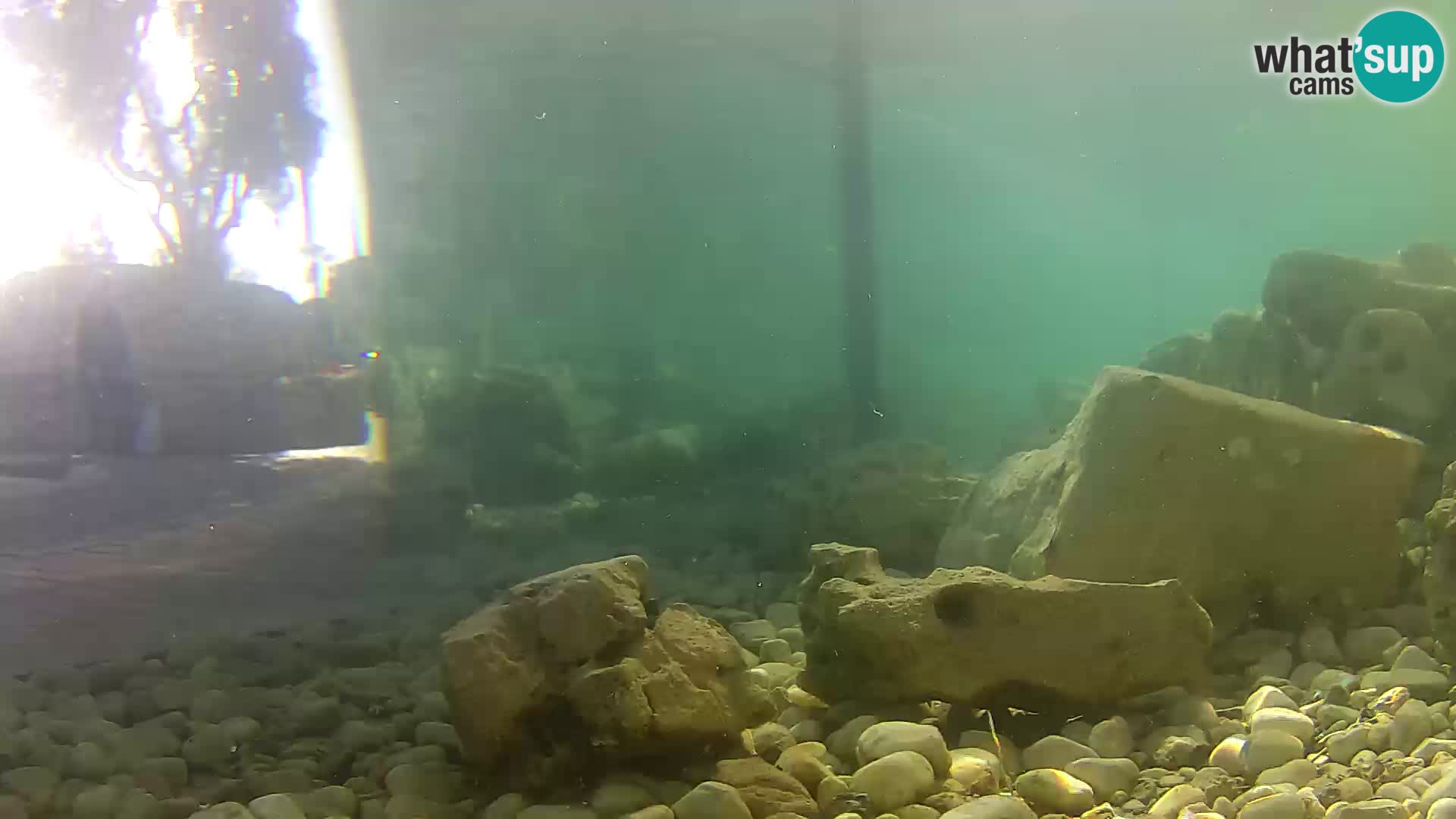 Aquario marino esterno –  Rogoznica livecam Croazia