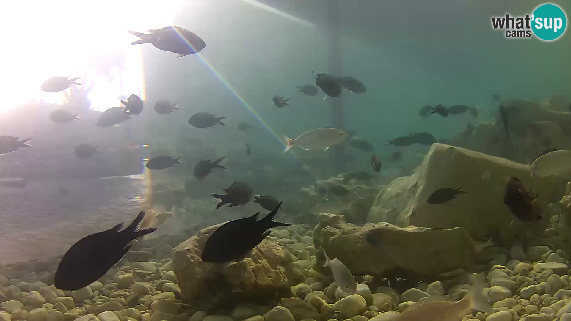 Zunanji morski akvarij Rogoznica spletna kamera Hrvaška