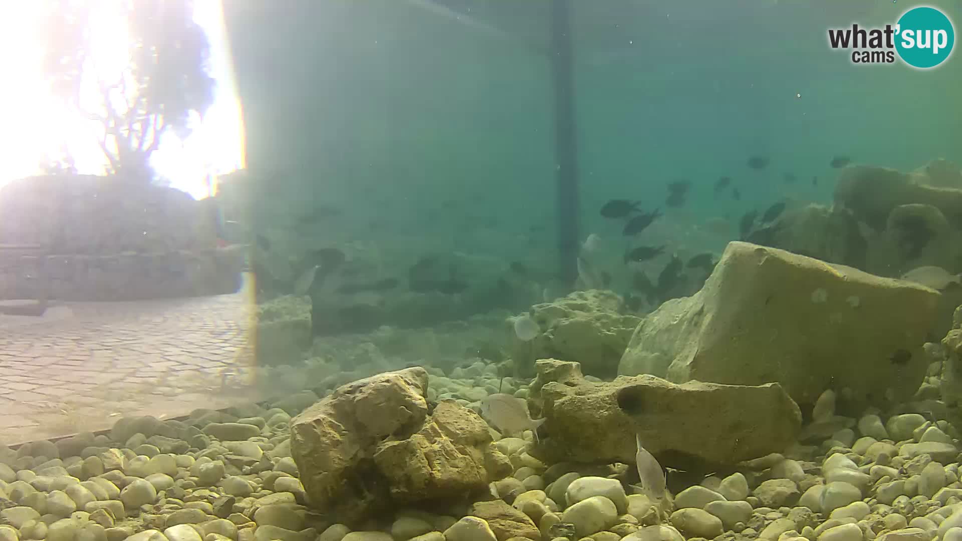 Acuario marino al aire libre Rogoznica webcam Croacia