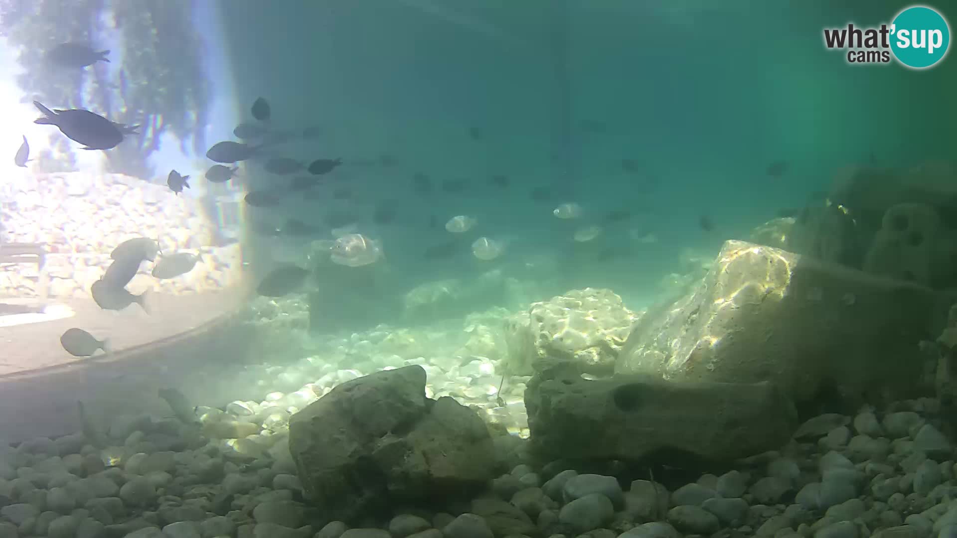 Marine Aquarium im Freien Rogoznica webcam Kroatien