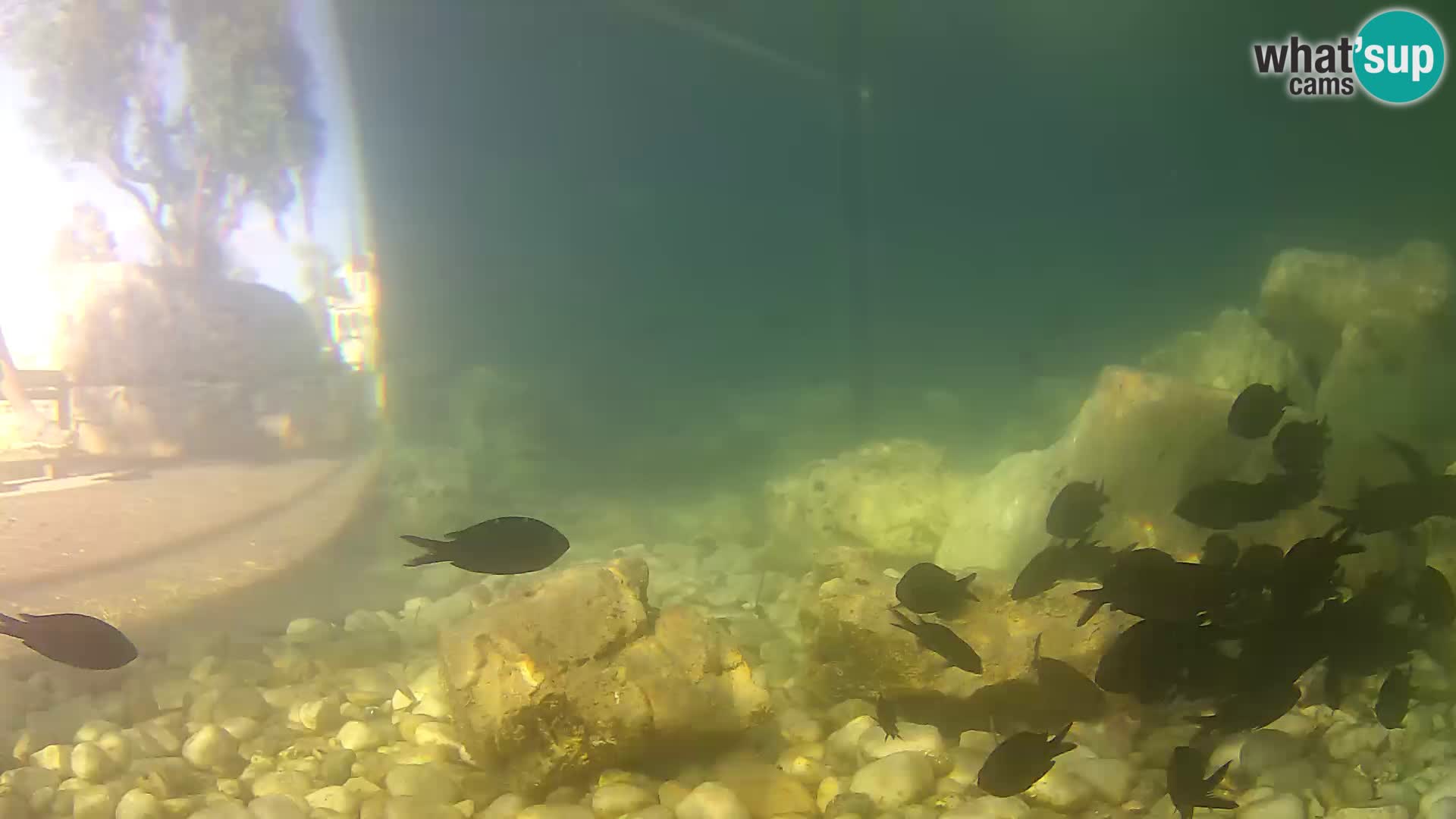 Webcam de l’aquarium marin extérieur de Rogoznica Croatie