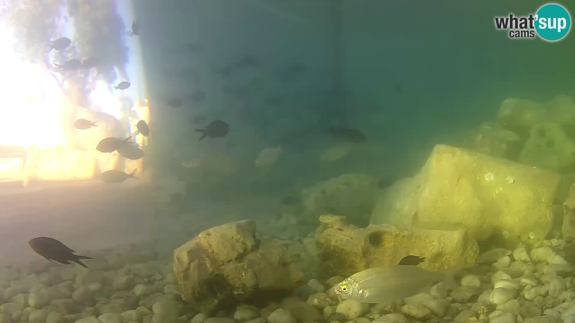 Marine Aquarium im Freien Rogoznica webcam Kroatien