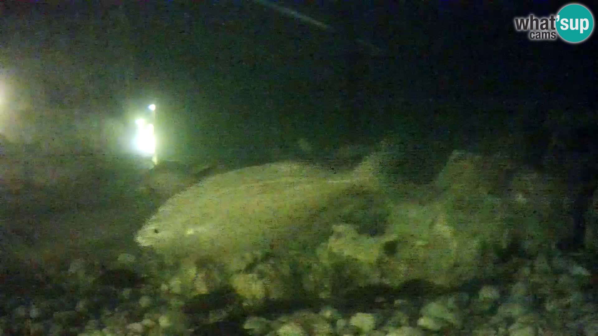 Marine Aquarium im Freien Rogoznica webcam Kroatien