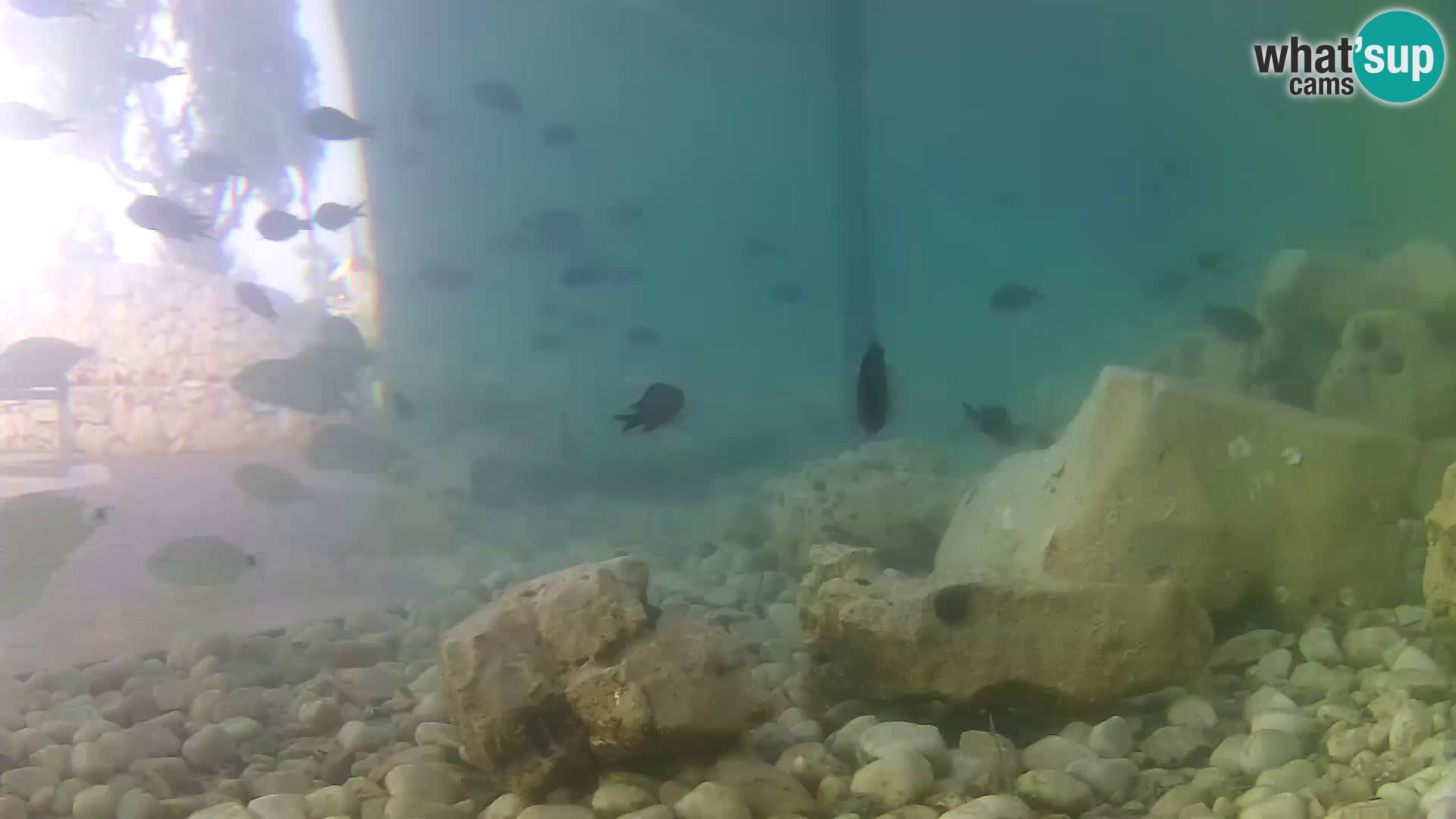 Outdoor Marine Aquarium Rogoznica webcam Croatia