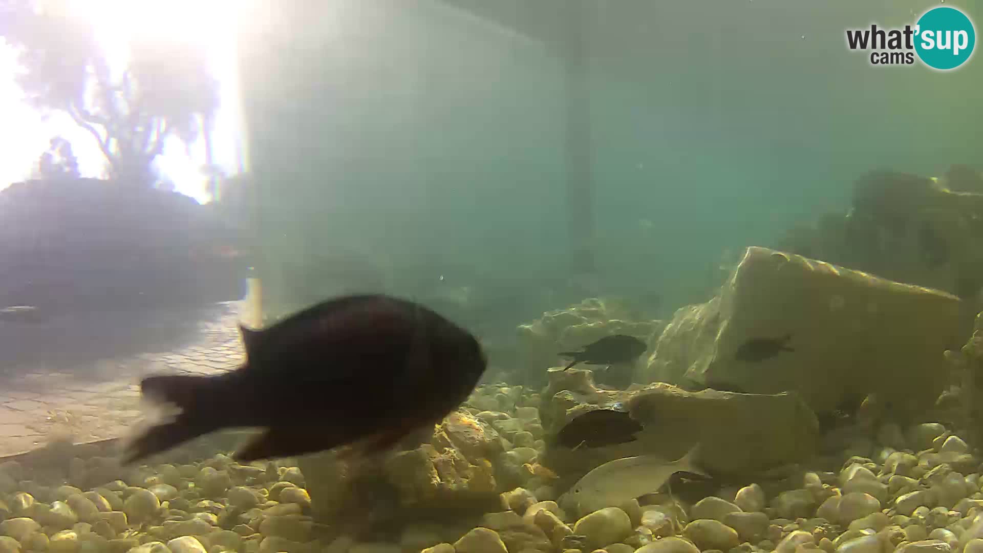 Acuario marino al aire libre Rogoznica webcam Croacia