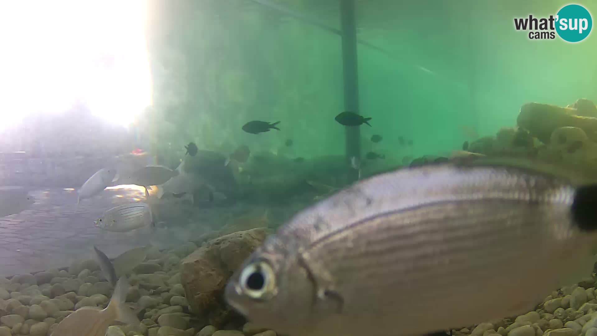 Outdoor Marine Aquarium Rogoznica webcam Croatia