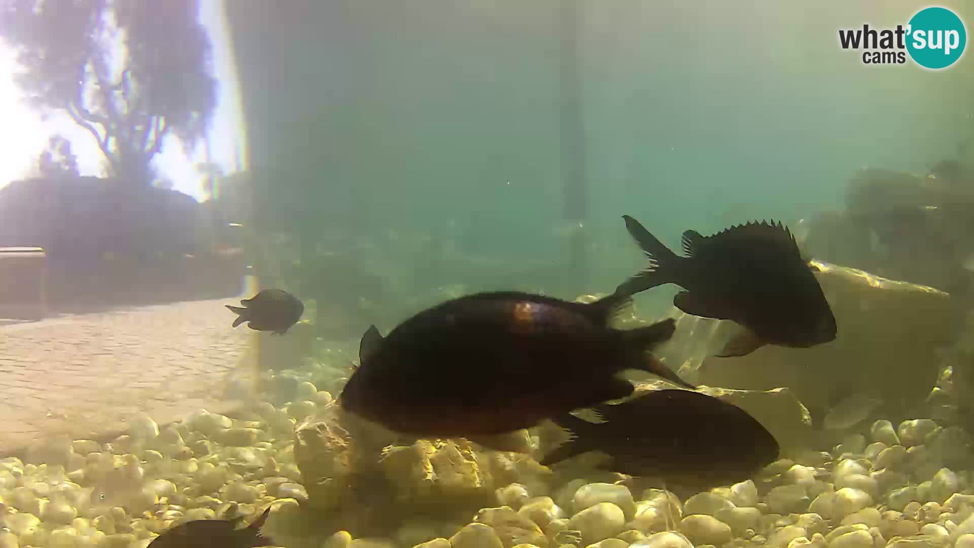 Outdoor Marine Aquarium Rogoznica webcam Croatia