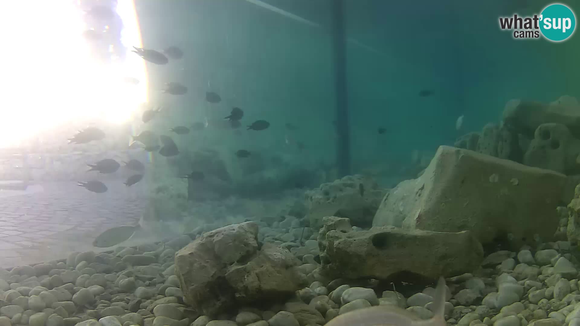Aquario marino esterno –  Rogoznica livecam Croazia